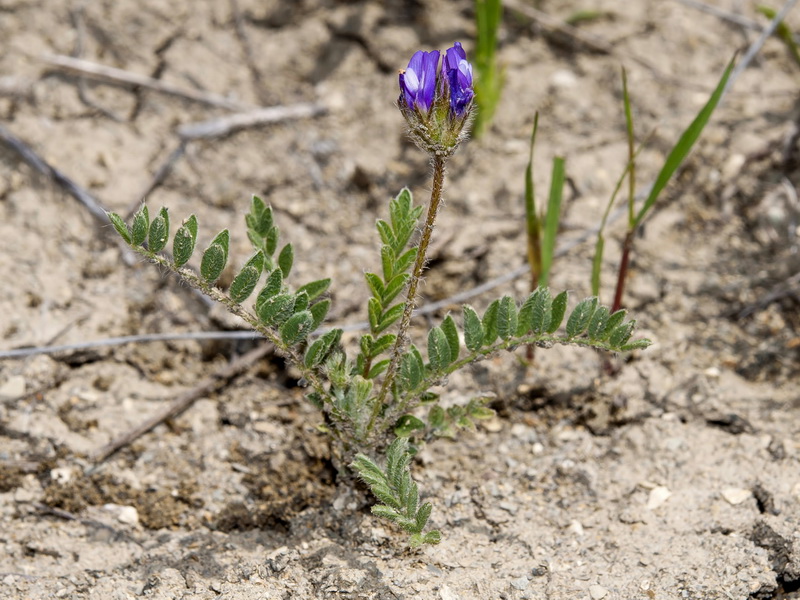 Astragalus castroviejoi.01