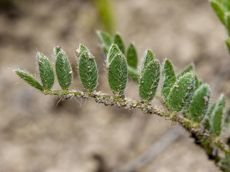 Astragalus castroviejoi.02