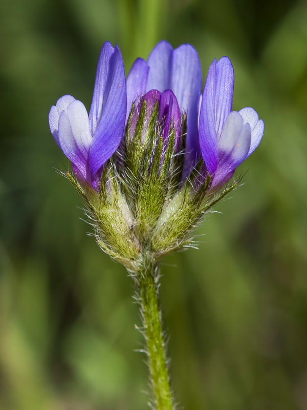 Astragalus castroviejoi.04