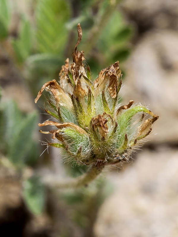 Astragalus castroviejoi.05