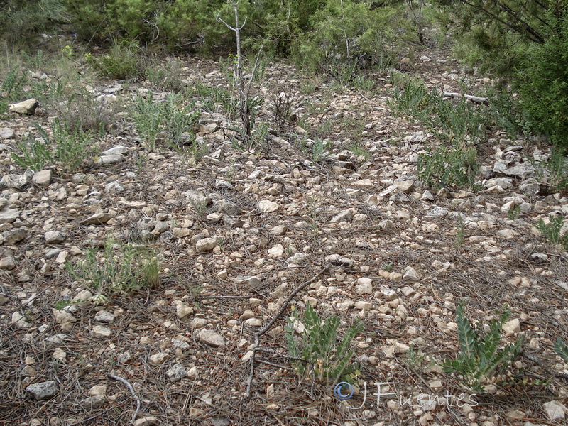 Astragalus cavanillesii.01
