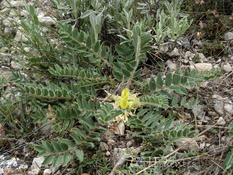 Astragalus cavanillesii.04