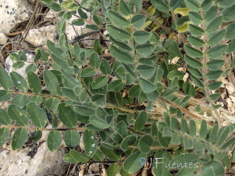 Astragalus cavanillesii.07