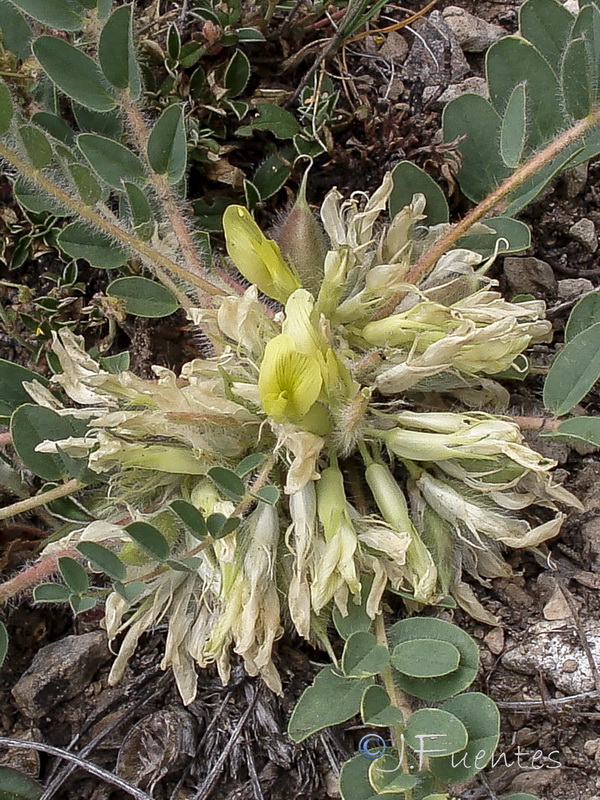 Astragalus cavanillesii.12