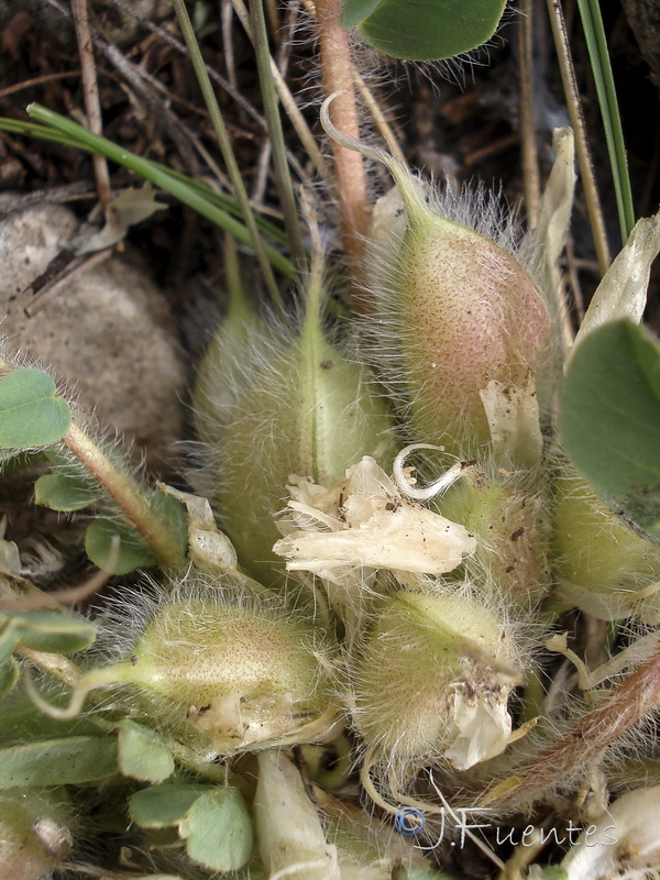 Astragalus cavanillesii.15