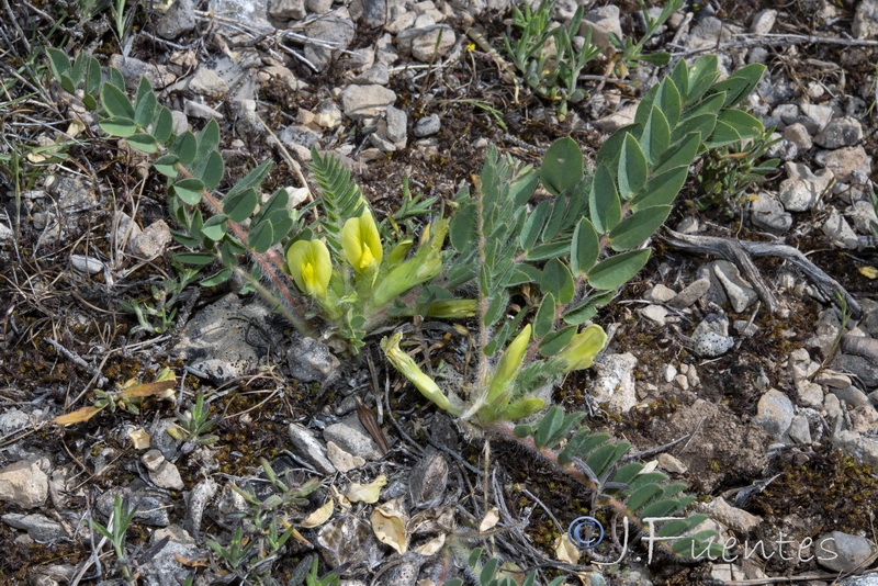 Astragalus cavanillesii.02