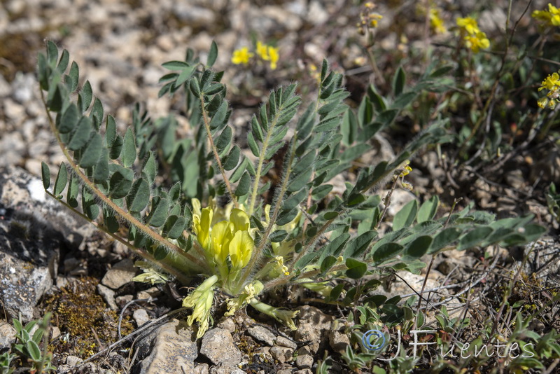 Astragalus cavanillesii.03
