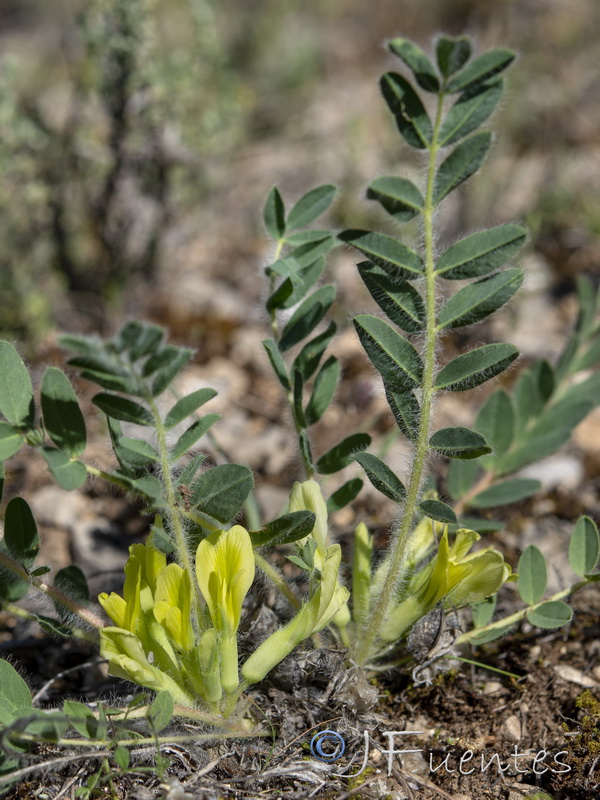 Astragalus cavanillesii.05