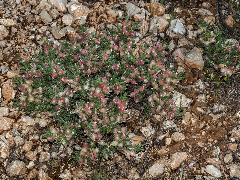 Astragalus clusianus.01