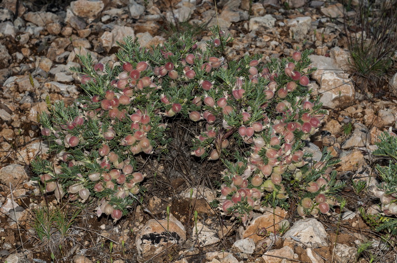 Astragalus clusianus.02