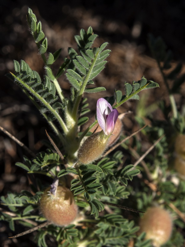 Astragalus clusianus.04