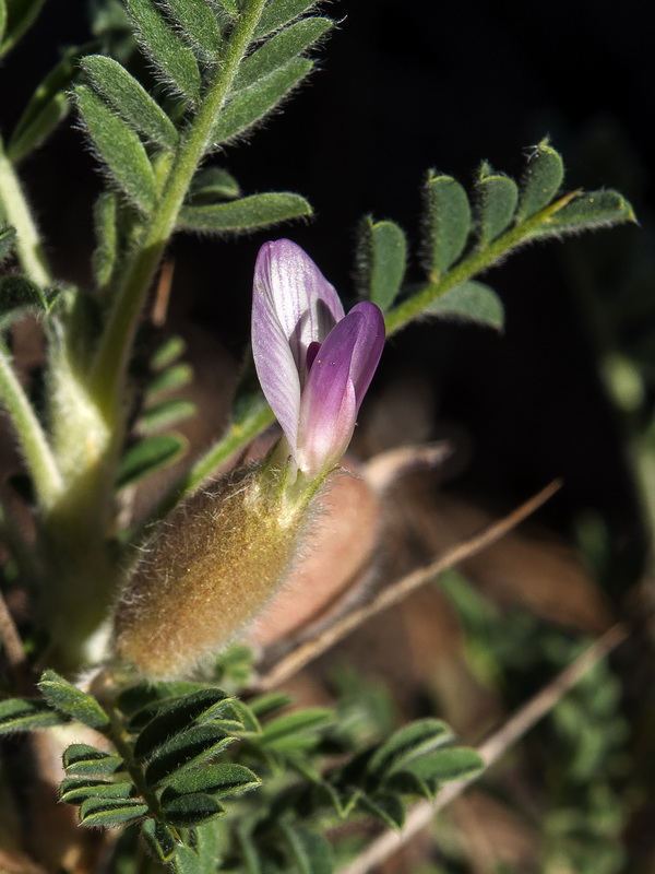 Astragalus clusianus.05
