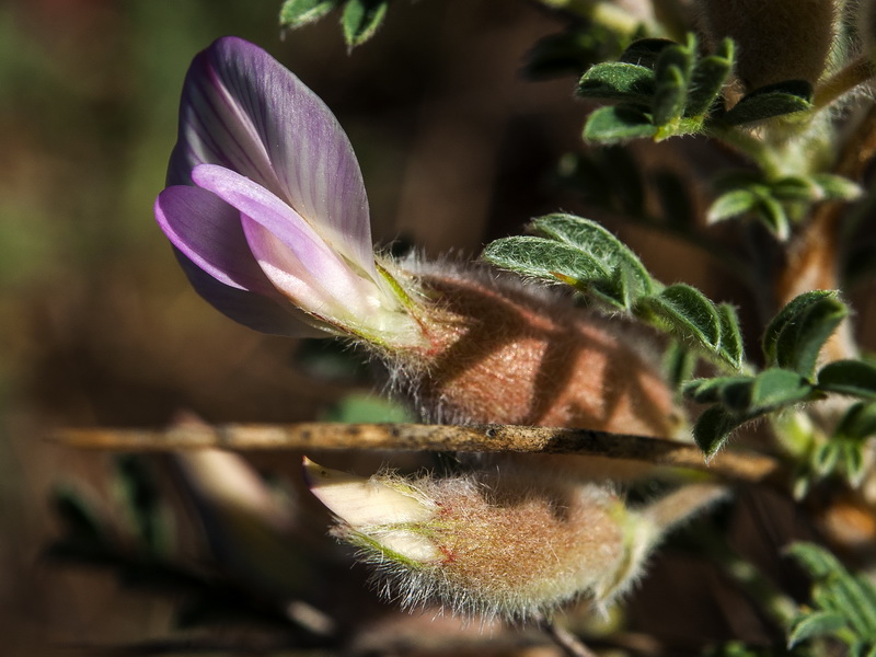 Astragalus clusianus.07