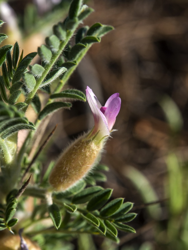 Astragalus clusianus.09