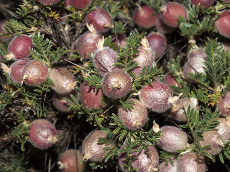 Astragalus clusianus.10