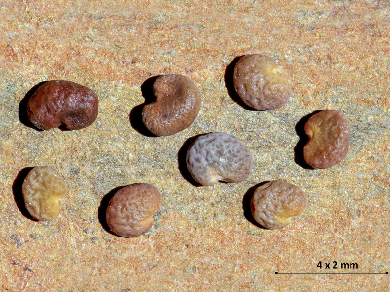 Astragalus clusianus.12