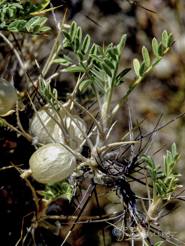 Astragalus clusianus.13
