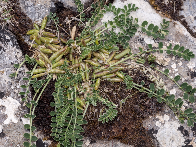 Astragalus depressus.01