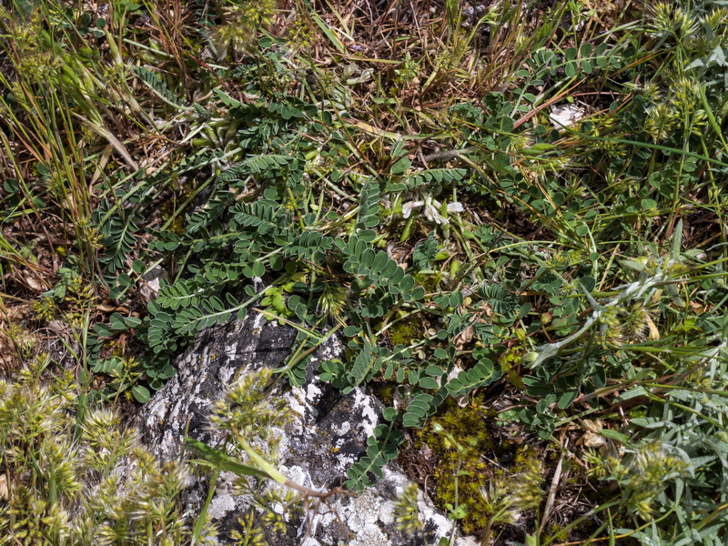 Astragalus depressus.02