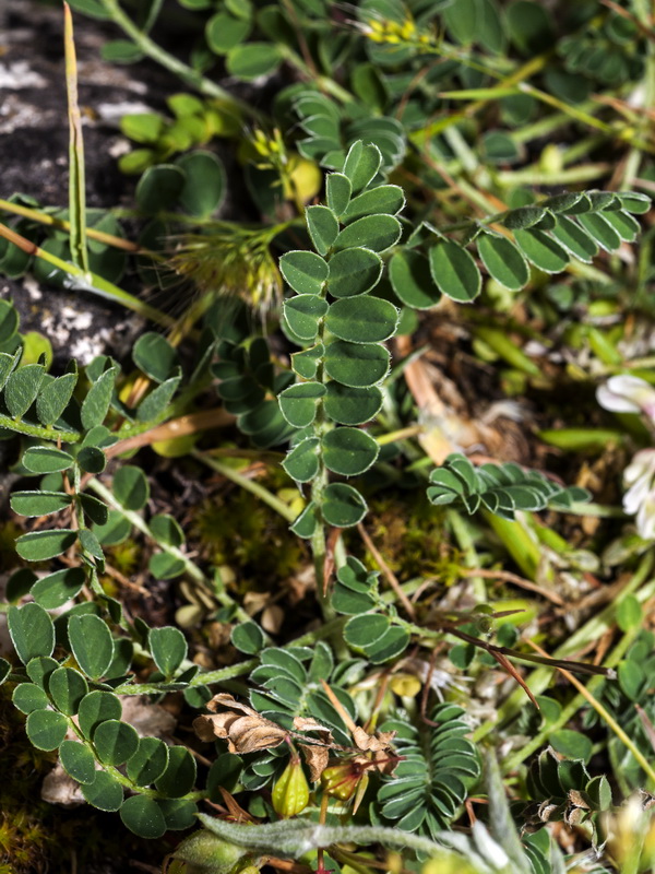 Astragalus depressus.04