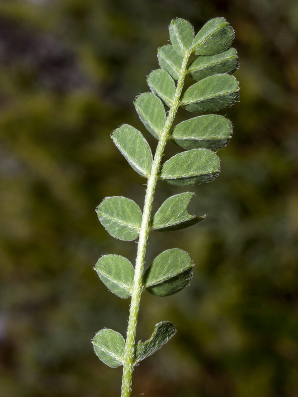 Astragalus depressus.06