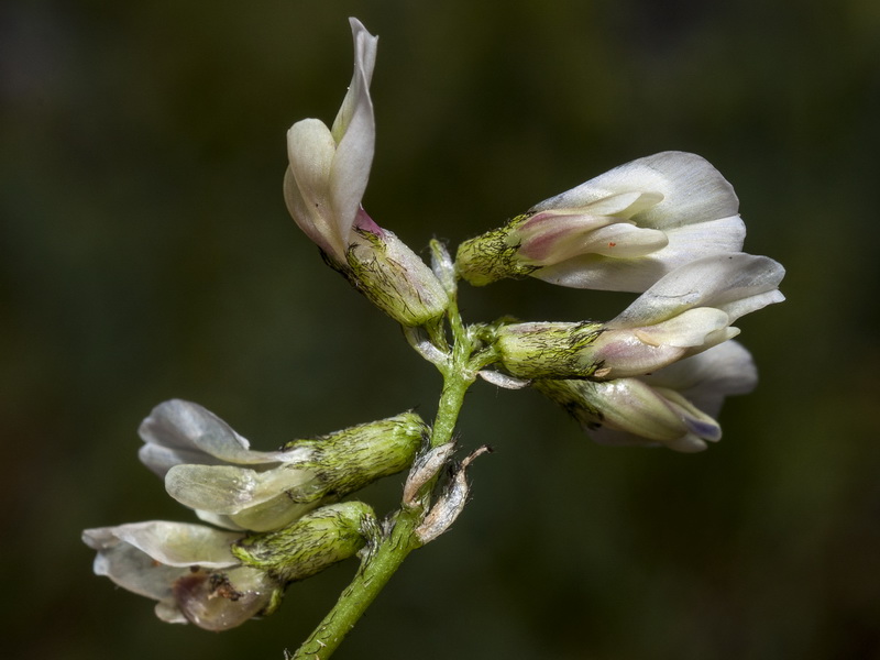 Astragalus depressus.08
