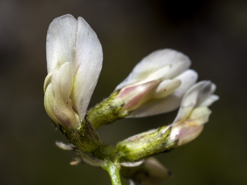 Astragalus depressus.10