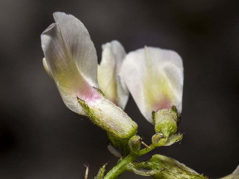 Astragalus depressus.12