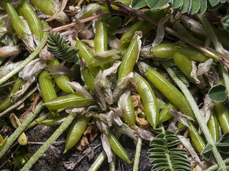 Astragalus depressus.13