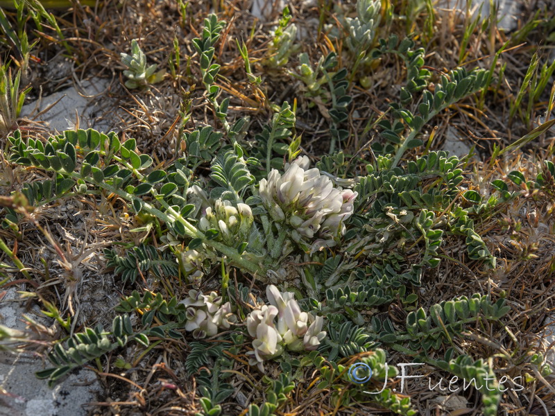 Astragalus depressus.03