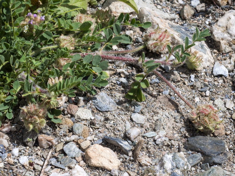 Astragalus echinatus.02