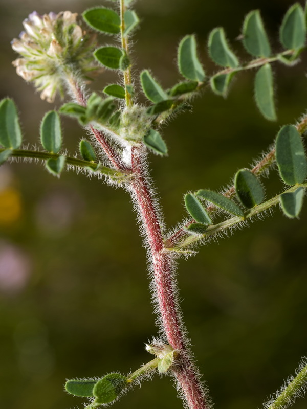 Astragalus echinatus.04