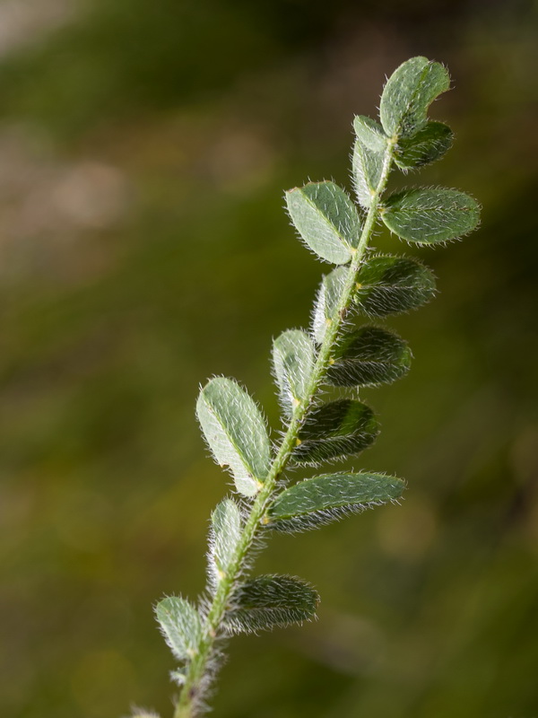 Astragalus echinatus.05