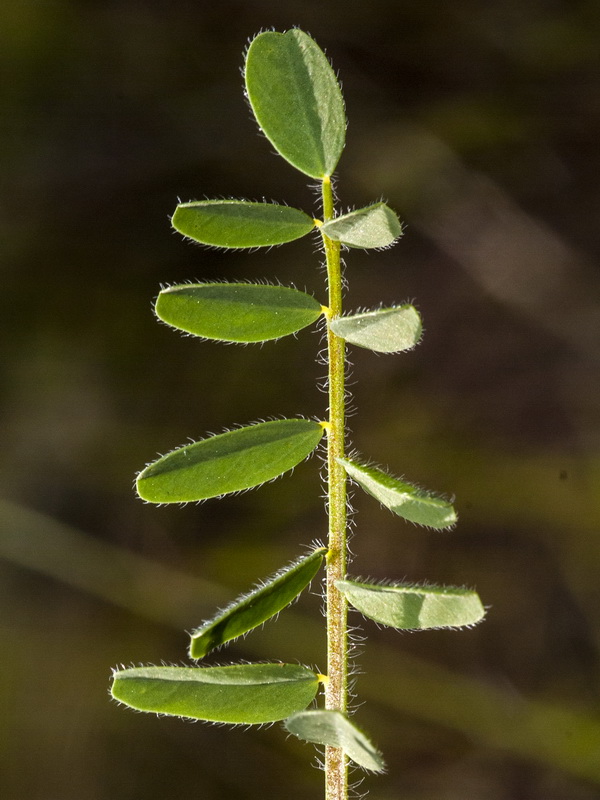 Astragalus echinatus.06