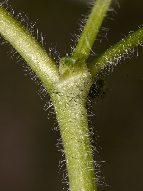 Astragalus echinatus.07
