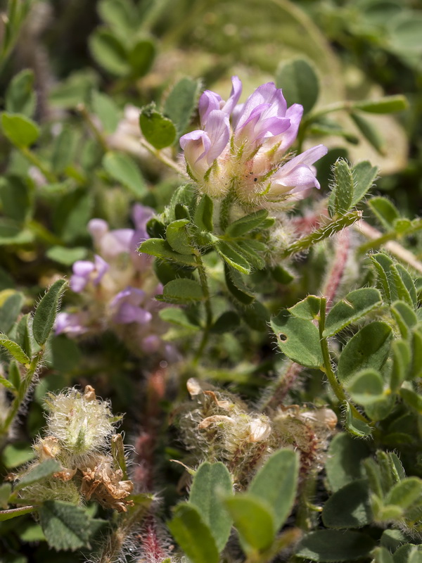 Astragalus echinatus.08