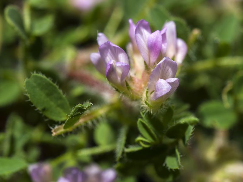 Astragalus echinatus.09