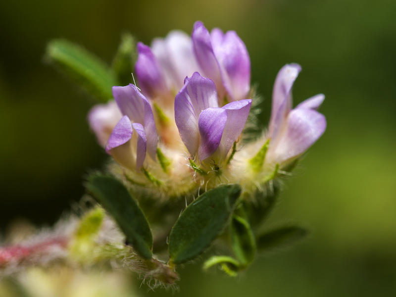 Astragalus echinatus.11