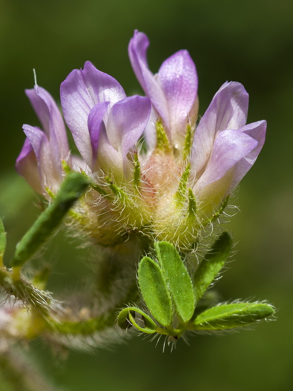 Astragalus echinatus.12