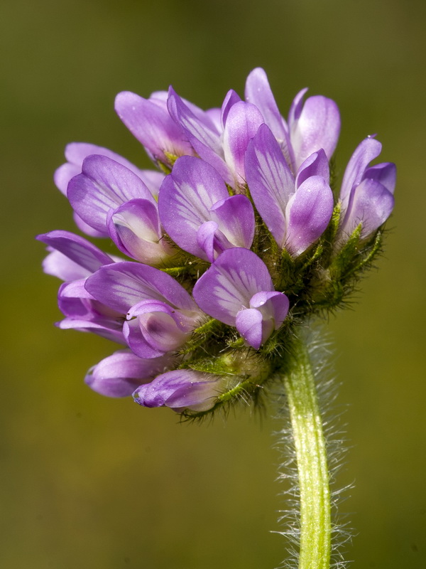 Astragalus echinatus.16