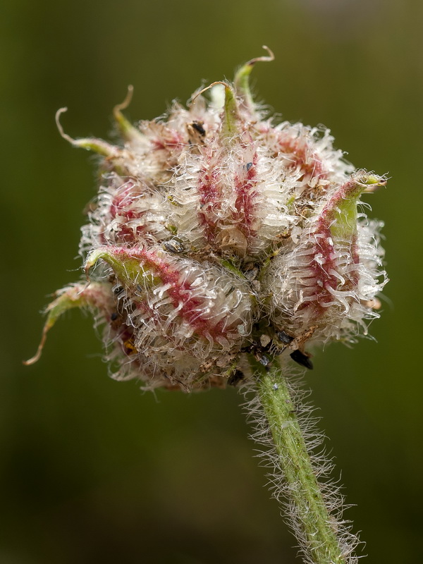 Astragalus echinatus.18
