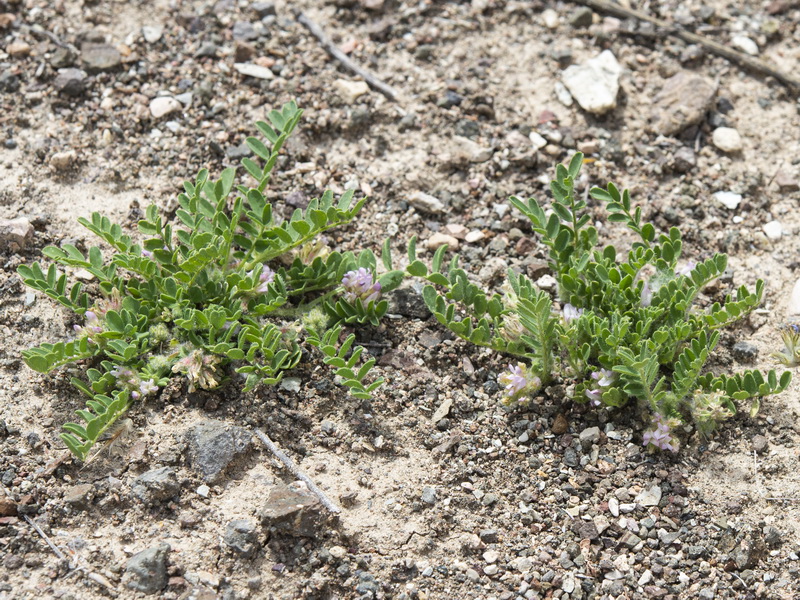 Astragalus echinatus.01