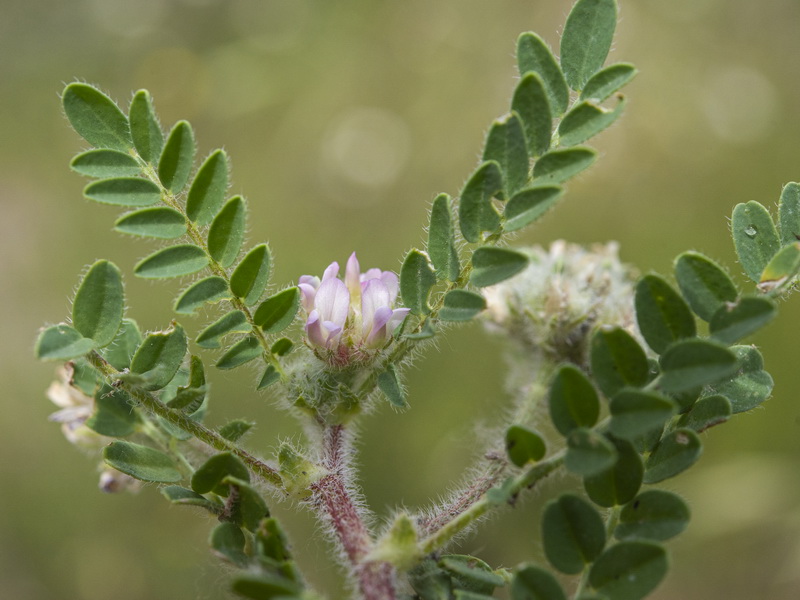 Astragalus echinatus.03