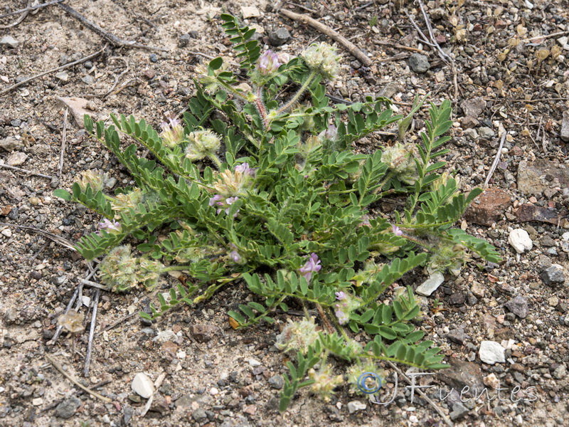 Astragalus echinatus.23