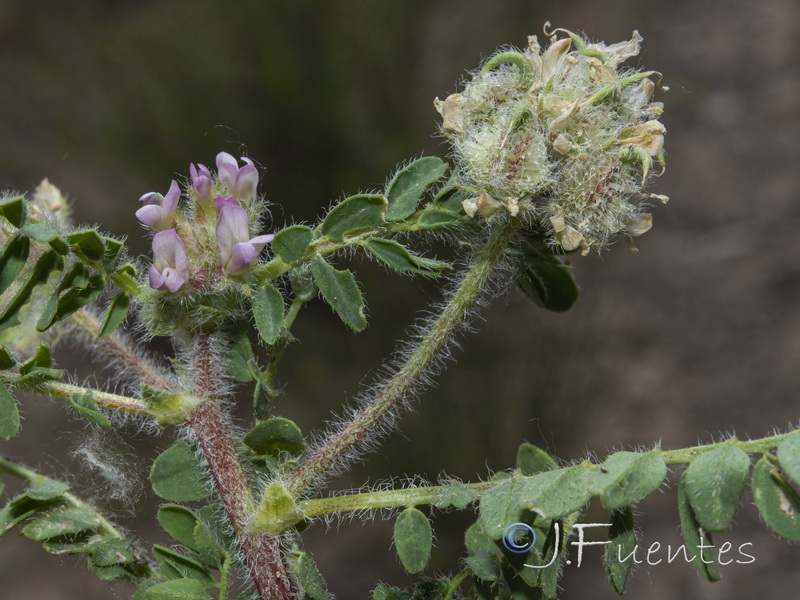 Astragalus echinatus.24