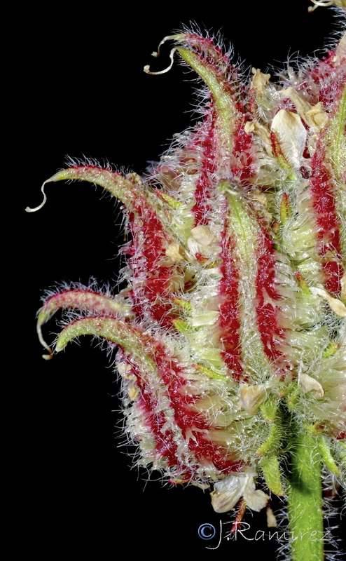 Astragalus echinatus.25