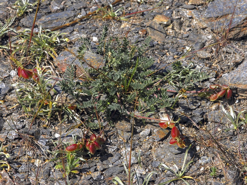 Astragalus edulis.02