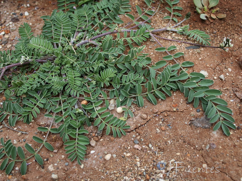Astragalus edulis.03
