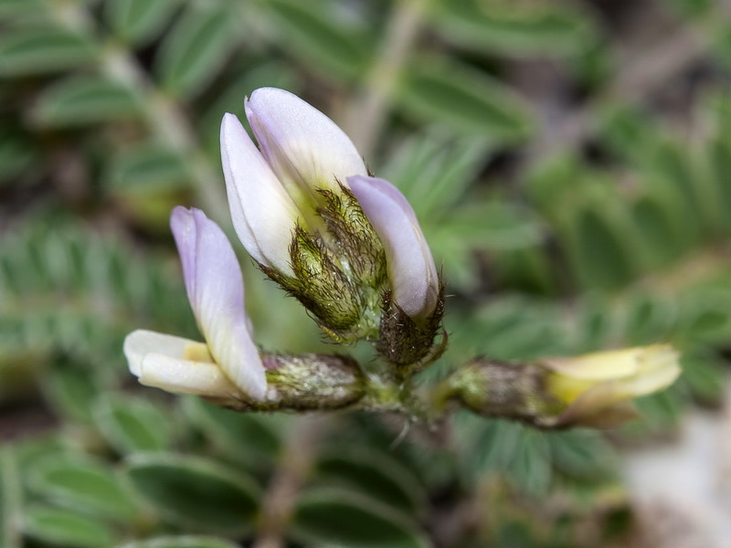 Astragalus edulis.05