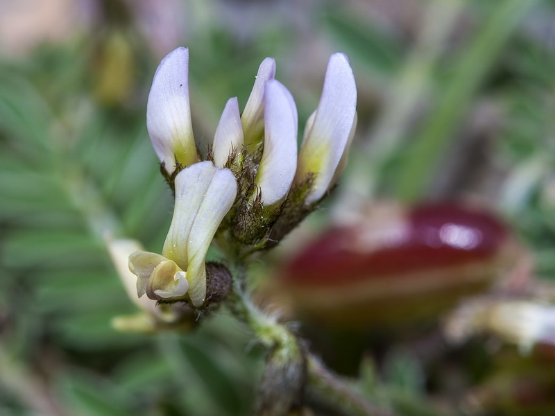 Astragalus edulis.06